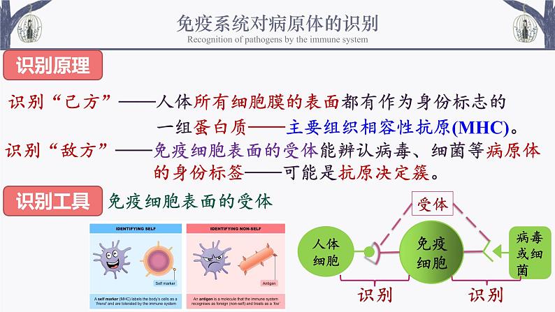 4.2 特异性免疫 课件-【新教材】2021-2022学年高二生物选择性（2019）必修一第7页