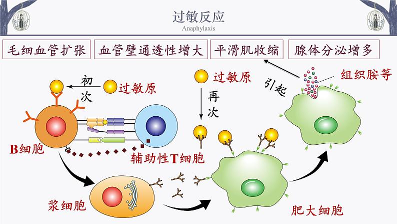 4.3 免疫失调 课件-【新教材】2021-2022学年高二生物选择性（2019）必修一第7页