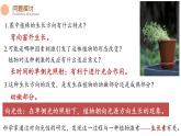 5.1 植物生长素 课件-【新教材】2021-2022学年高二生物选择性（2019）必修一