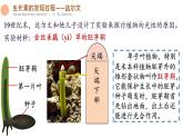 5.1 植物生长素 课件-【新教材】2021-2022学年高二生物选择性（2019）必修一