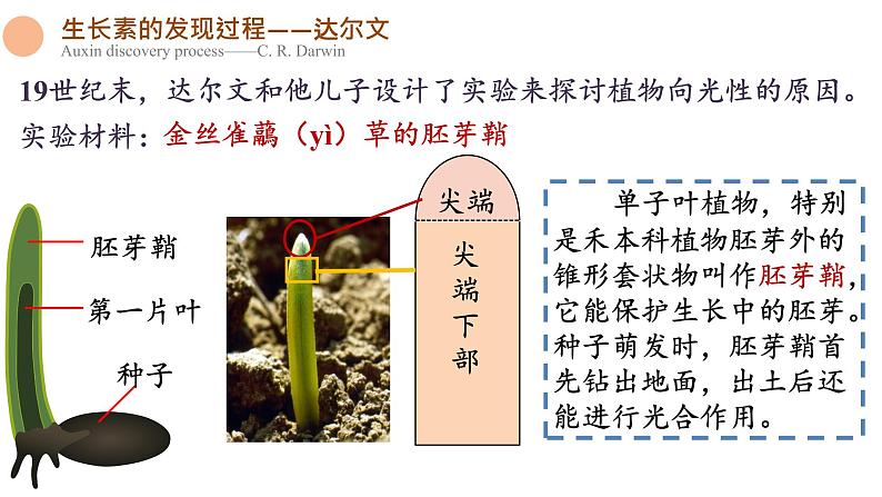 5.1 植物生长素 课件-【新教材】2021-2022学年高二生物选择性（2019）必修一第5页