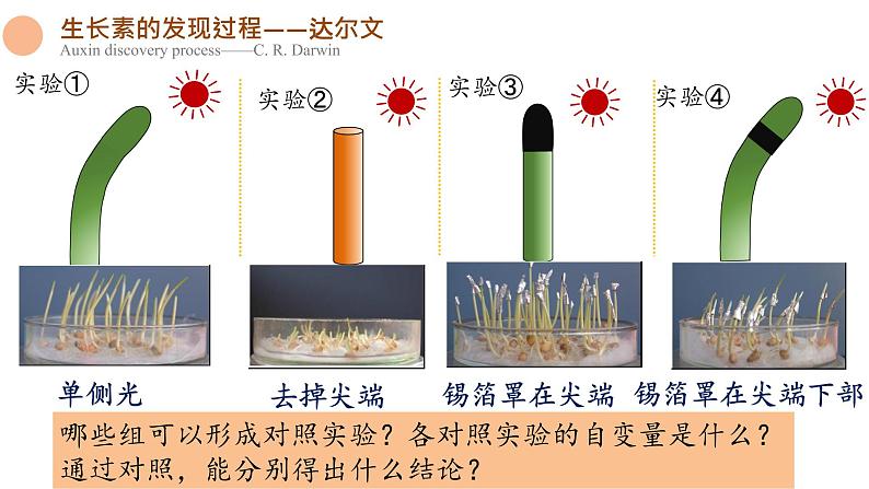 5.1 植物生长素 课件-【新教材】2021-2022学年高二生物选择性（2019）必修一第6页