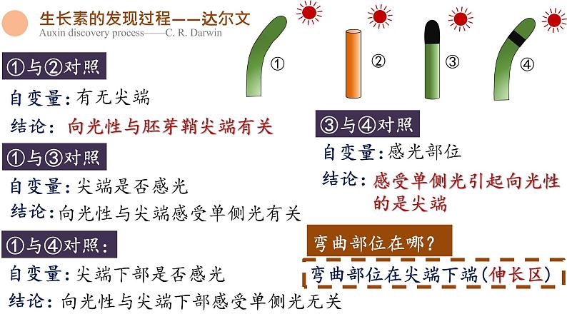 5.1 植物生长素 课件-【新教材】2021-2022学年高二生物选择性（2019）必修一第7页