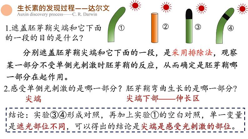 5.1 植物生长素 课件-【新教材】2021-2022学年高二生物选择性（2019）必修一第8页