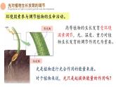 5.4 环境因素参与调节植物的生命活动 课件-【新教材】2021-2022学年高二生物选择性（2019）必修一