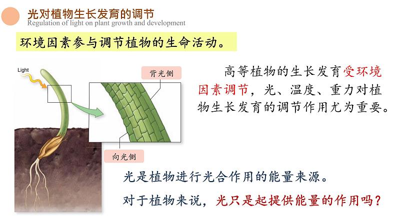 5.4 环境因素参与调节植物的生命活动 课件-【新教材】2021-2022学年高二生物选择性（2019）必修一04