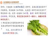 5.4 环境因素参与调节植物的生命活动 课件-【新教材】2021-2022学年高二生物选择性（2019）必修一