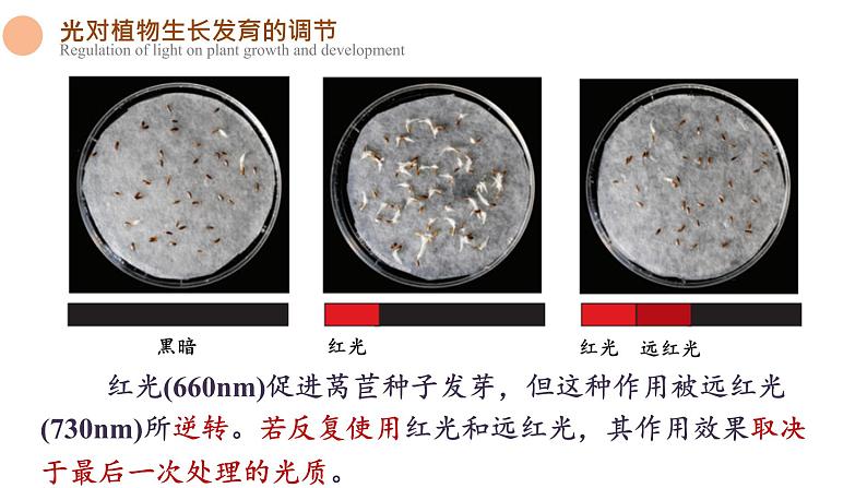 5.4 环境因素参与调节植物的生命活动 课件-【新教材】2021-2022学年高二生物选择性（2019）必修一06