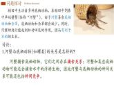 2.1 群落的结构 课件-【新教材】2021-2022学年高二生物选择性（2019）必修二