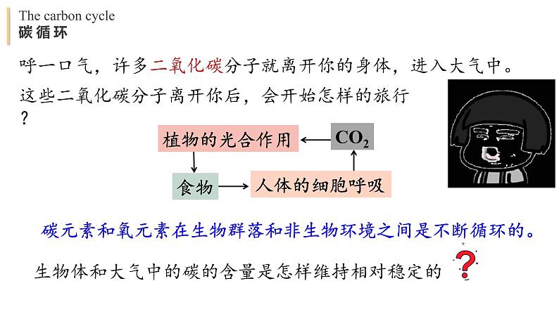 3.3 生态系统的物质循环 课件-【新教材】2021-2022学年高二生物选择性（2019）必修二第6页