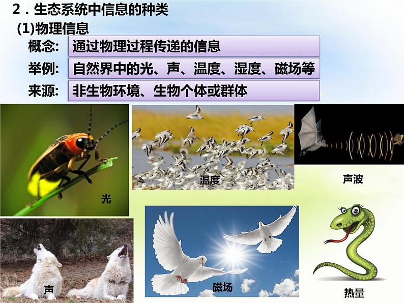 3.4 生态系统的信息传递 课件-2021-2022学年高中生物人教版（2019）选择性必修2第4页