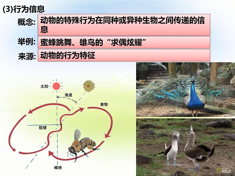 3.4 生态系统的信息传递 课件-2021-2022学年高中生物人教版（2019）选择性必修2第6页