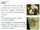 3.5 生态系统的稳定性 课件-【新教材】2021-2022学年高二生物选择性（2019）必修二