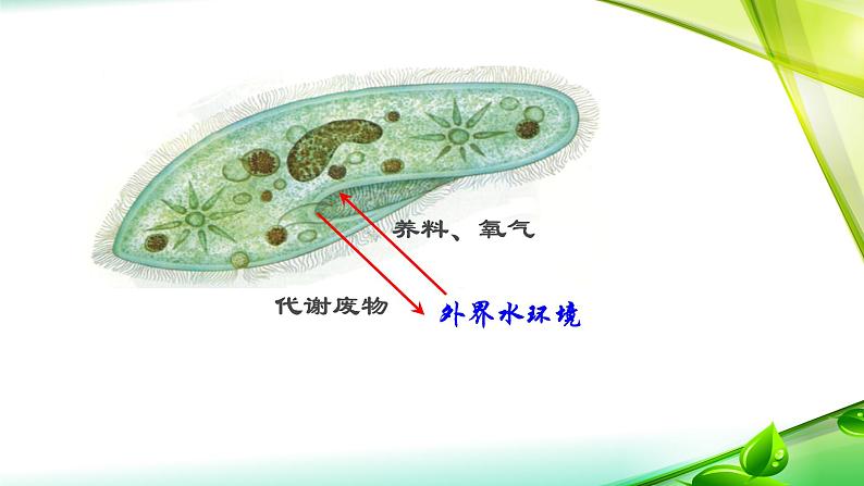 第1讲 细胞生活的环境-备战高考生物一轮复习优质精讲课件（人教版必修3）第2页