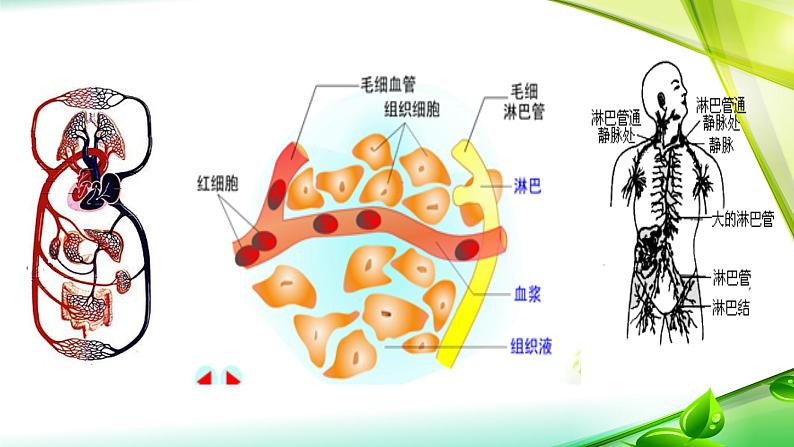 第1讲 细胞生活的环境-备战高考生物一轮复习优质精讲课件（人教版必修3）第6页