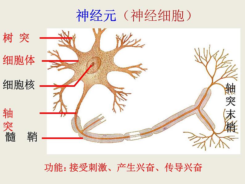 第3讲 神经调节-备战高考生物一轮复习优质精讲课件（人教版必修3）第2页