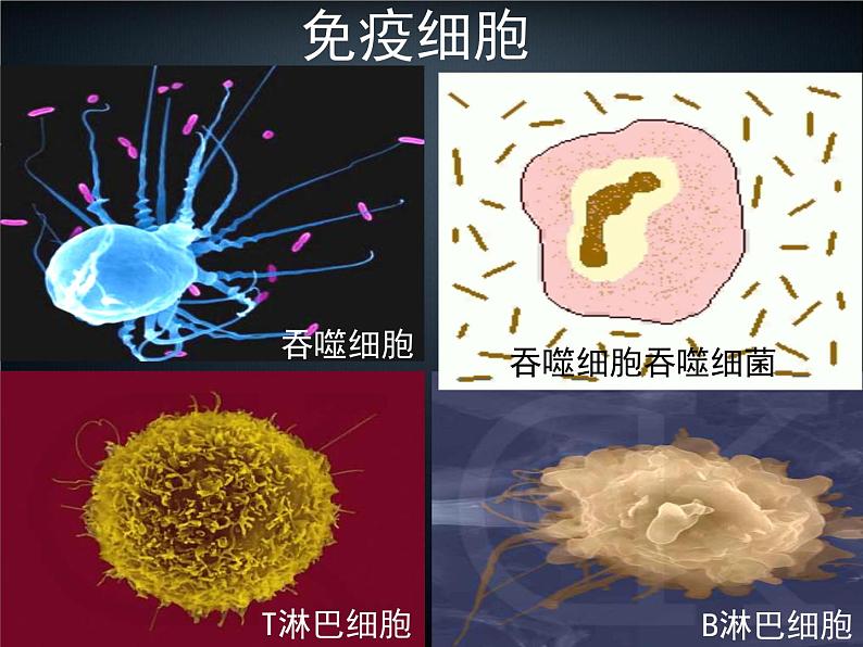 第6讲 免疫调节-备战高考生物一轮复习优质精讲课件（人教版必修3）第8页