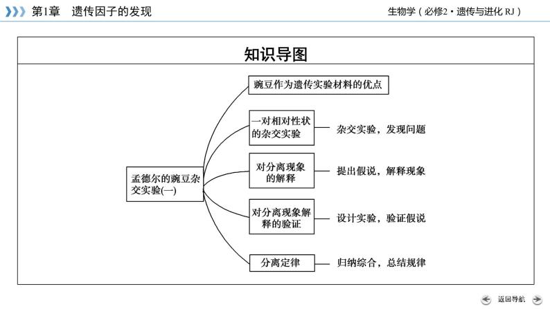 人教版 生物 必修2 第1章 第1节 孟德尔的豌豆杂交实验(一 ppt课件