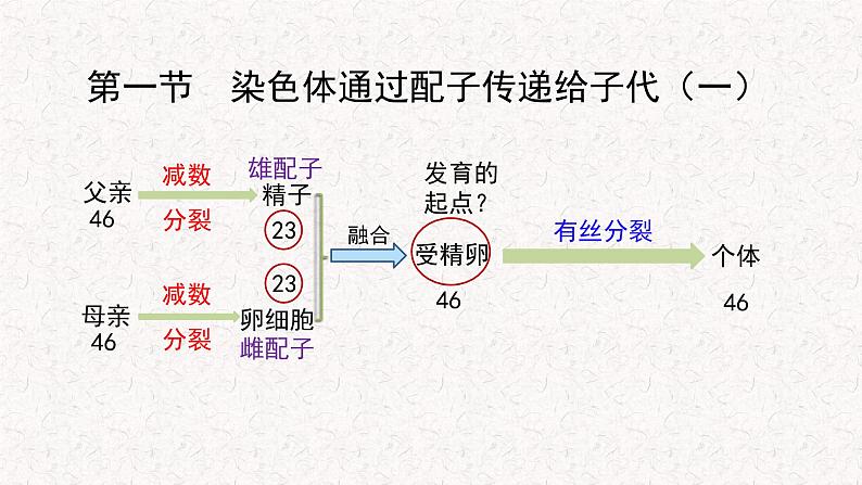 2.1.1 染色体通过配子传递给子代 课件-浙科版高中生物必修2遗传与进化(共12张PPT)第2页