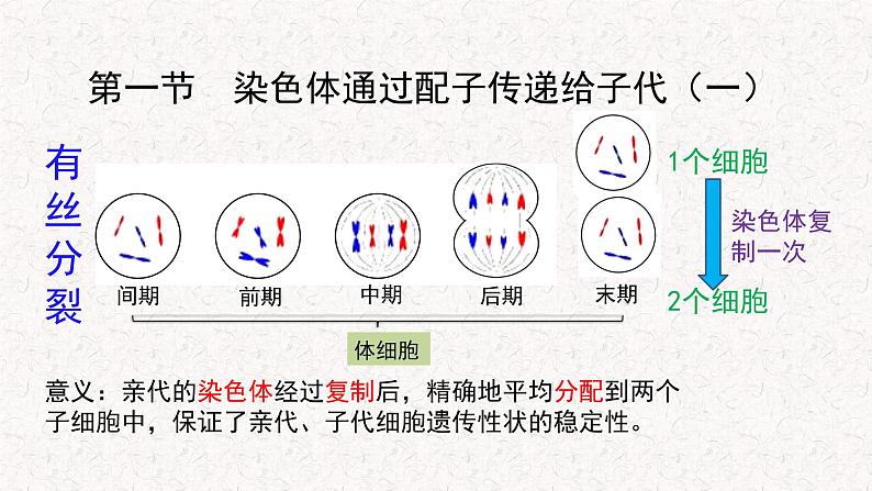 2.1.1 染色体通过配子传递给子代 课件-浙科版高中生物必修2遗传与进化(共12张PPT)第4页