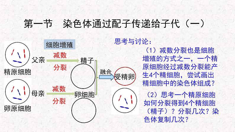 2.1.1 染色体通过配子传递给子代 课件-浙科版高中生物必修2遗传与进化(共12张PPT)第5页