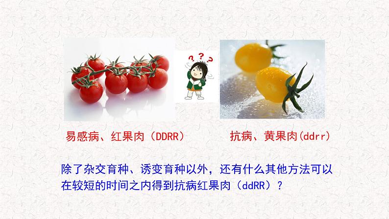 4.3.2 染色体畸变可能引起性状改变 课件-浙科版高中生物必修2遗传与进化(共16张PPT)02