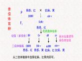 4.3.2 染色体畸变可能引起性状改变 课件-浙科版高中生物必修2遗传与进化(共16张PPT)