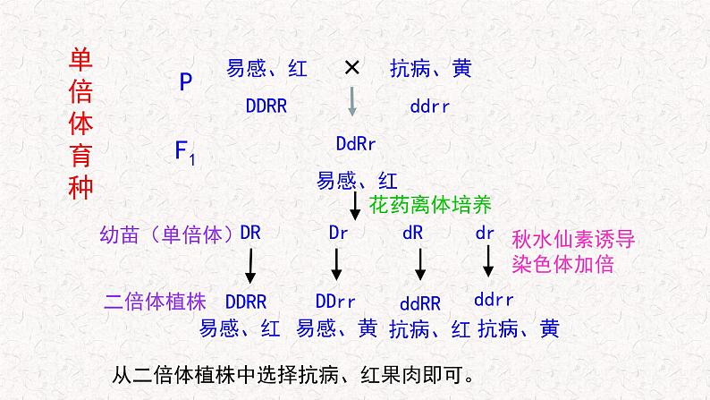 4.3.2 染色体畸变可能引起性状改变 课件-浙科版高中生物必修2遗传与进化(共16张PPT)03