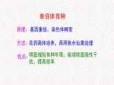 4.3.2 染色体畸变可能引起性状改变 课件-浙科版高中生物必修2遗传与进化(共16张PPT)