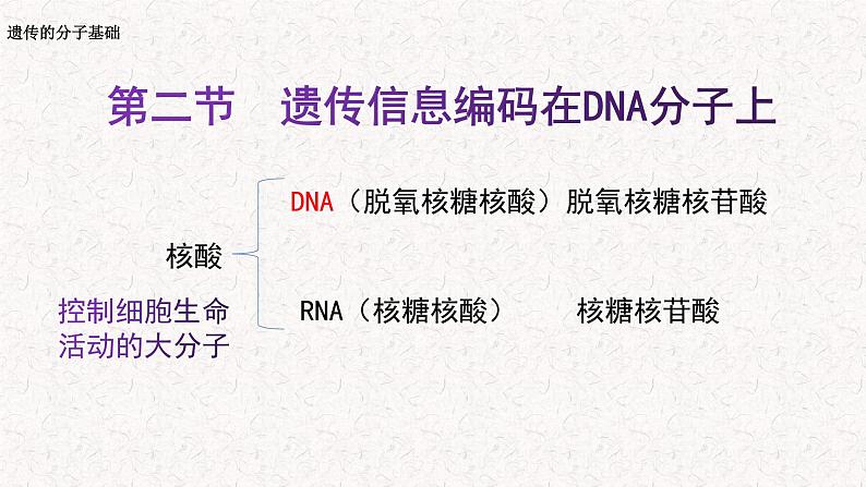 3.2 遗传信息编码在DNA分子上 课件-浙科版高中生物必修2遗传与进化(共14张PPT)第2页