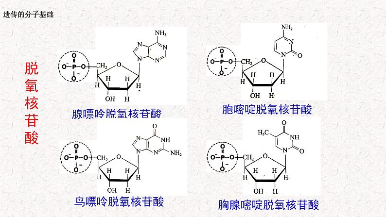 3.2 遗传信息编码在DNA分子上 课件-浙科版高中生物必修2遗传与进化(共14张PPT)第3页