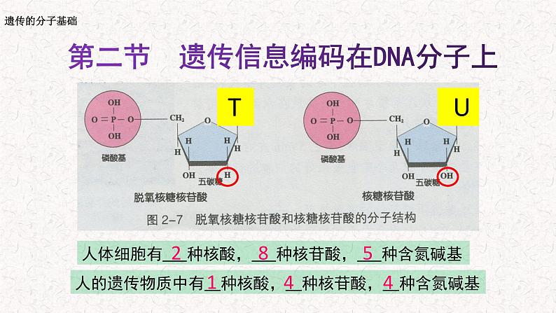 3.2 遗传信息编码在DNA分子上 课件-浙科版高中生物必修2遗传与进化(共14张PPT)第4页