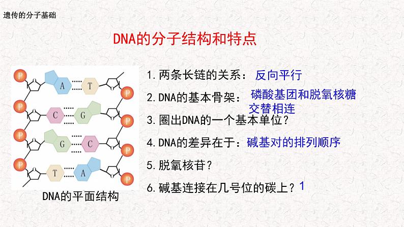 3.2 遗传信息编码在DNA分子上 课件-浙科版高中生物必修2遗传与进化(共14张PPT)第5页