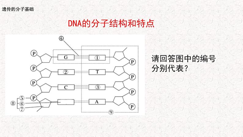 3.2 遗传信息编码在DNA分子上 课件-浙科版高中生物必修2遗传与进化(共14张PPT)第6页