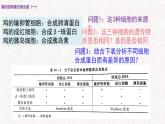 3.4.1 基因控制蛋白质合成 课件-浙科版高中生物必修2遗传与进化(共16张PPT)