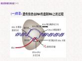 3.4.1 基因控制蛋白质合成 课件-浙科版高中生物必修2遗传与进化(共16张PPT)
