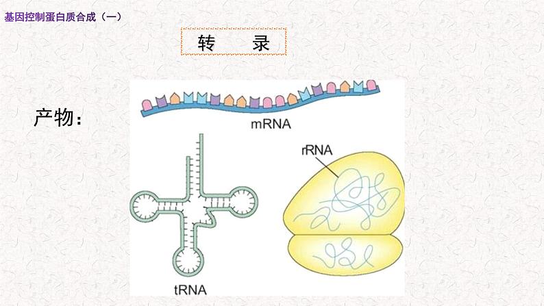 3.4.1 基因控制蛋白质合成 课件-浙科版高中生物必修2遗传与进化(共16张PPT)06