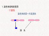 4.3.1 染色体畸变可能引起性状改变 课件-浙科版高中生物必修2遗传与进化(共27张PPT)