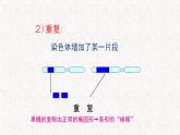 4.3.1 染色体畸变可能引起性状改变 课件-浙科版高中生物必修2遗传与进化(共27张PPT)