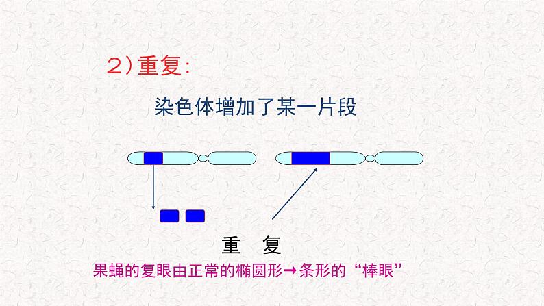 4.3.1 染色体畸变可能引起性状改变 课件-浙科版高中生物必修2遗传与进化(共27张PPT)第5页