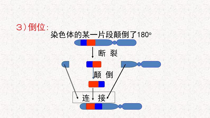 4.3.1 染色体畸变可能引起性状改变 课件-浙科版高中生物必修2遗传与进化(共27张PPT)第6页