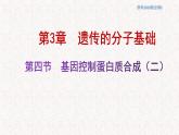 3.4.2 基因控制蛋白质合成 课件-浙科版高中生物必修2遗传与进化(共15张PPT)