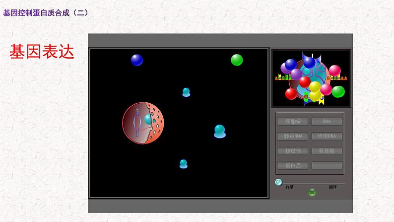 3.4.2 基因控制蛋白质合成 课件-浙科版高中生物必修2遗传与进化(共15张PPT)第2页