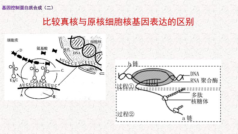 3.4.2 基因控制蛋白质合成 课件-浙科版高中生物必修2遗传与进化(共15张PPT)第6页