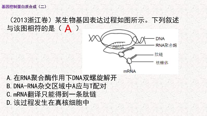 3.4.2 基因控制蛋白质合成 课件-浙科版高中生物必修2遗传与进化(共15张PPT)第7页