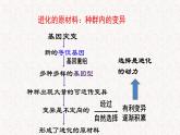 5.2.1 适应是自然选择的结果 课件-浙科版高中生物必修2遗传与进化(共14张PPT)