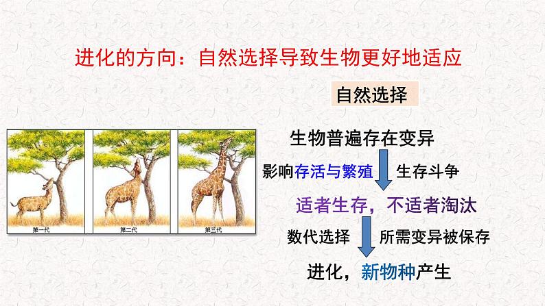 5.2.1 适应是自然选择的结果 课件-浙科版高中生物必修2遗传与进化(共14张PPT)第6页