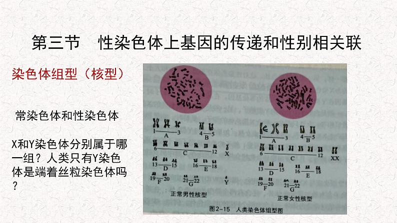 2.3 性染色体上基因的传递和性别相关联 课件-浙科版高中生物必修2遗传与进化(共12张PPT)03