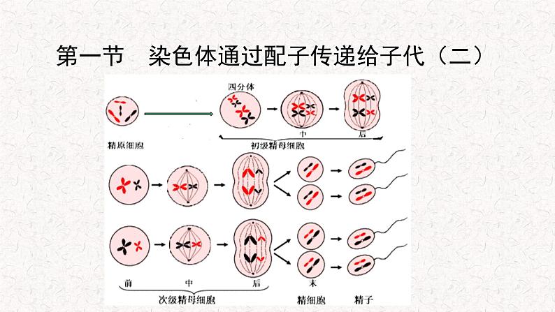 2.1.2 染色体通过配子传递给子代 课件-浙科版高中生物必修2遗传与进化(共14张PPT)02