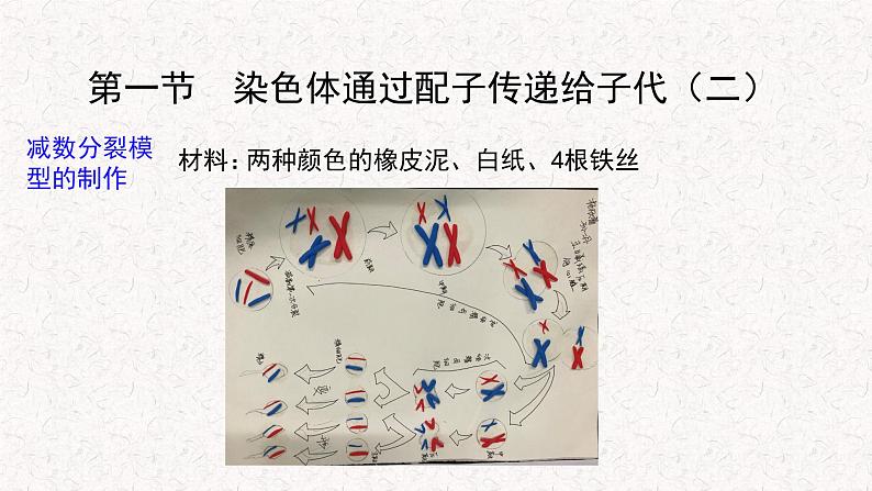 2.1.2 染色体通过配子传递给子代 课件-浙科版高中生物必修2遗传与进化(共14张PPT)06